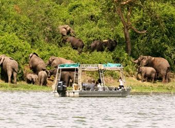 Safari guests get up close and personal with African elephants on a safari boat along the coast of a river in Queen Elizabeth National Park, Uganda