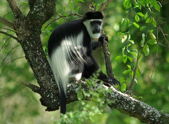 A Colobus monkey perches on the speckled branch of a tree and has his long white hairs blown in the wind in Kibale Forest National Park, Uganda