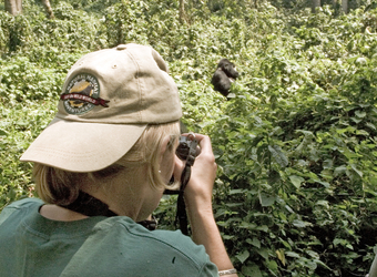 Safari guest captures a secret moment of a large male gorilla completely surrounded by forrest and vegetation in Kampala, Uganda