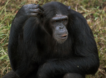 A chimp absentmindedly scratches his head with an open mouth and a look of consternation in Entebbe, Uganda