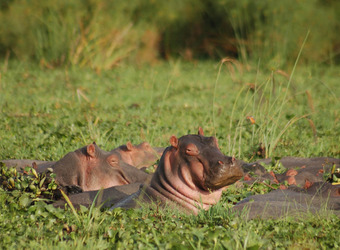 A content hippopotamus half submerged among the water plants closes its eyes into the blaring son surrounded by a few other hippopotumas, Uganda