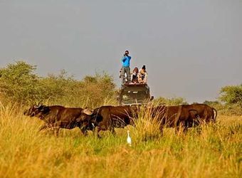 Safari guests stand on top of a vehicle to get the best photo of African water buffalos strolling through the grass in Murchison Falls National Park