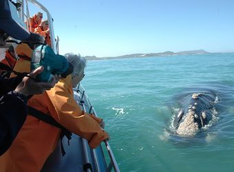 A whale breaches in cape coast in the bay as frenetic safari guests try to get as close as possible and snap pictures in South Africa