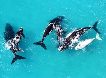 Overhead view of five humbback whales, two humpback whale babies surrounded by pristene light blue water in cape coast, South Africa