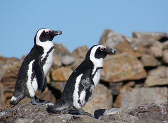 Couple of intricately marked African penguins waddle around the shores and rocks towards the sea in cape coast, South Africa