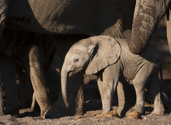 A very small baby elephant is dwarfed by her protecting family members as her mother strokes her with her trunk in Mashatu Game Reserve, South Africa