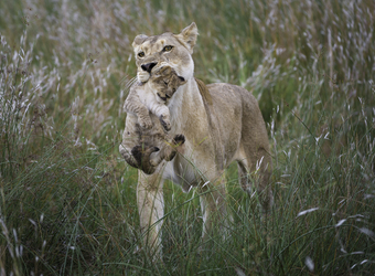 Photo: Wildlife Viewing & Activities