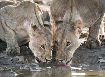 Photo: Conservation
