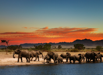 Photo: Zimbabwe Wildlife