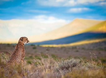 Photo: The Safari Experience