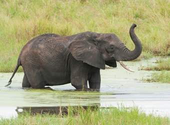 Photo: Wildlife Viewing & Activities