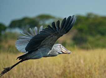 Photo: Wildlife Viewing & Activities