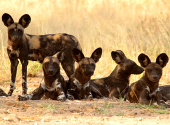 Photo: Wildlife Viewing & Activities