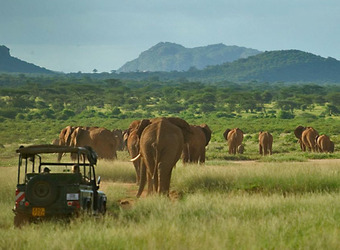 Photo: Wildlife Viewing & Activities