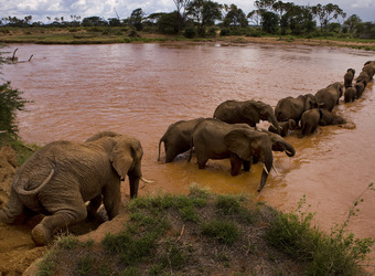 Elephant Watch Camp, a herd of elephants creates a line across the muddy river as they slowly cross its murky depths in kenya, Africa safaris