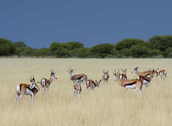 Photo: Wildlife Viewing & Activities