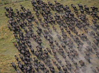 Photo: Wildlife Viewing & Activities