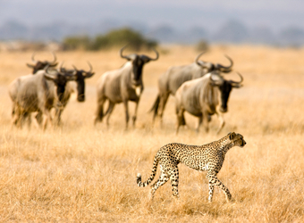 Photo: Tanzania Wildlife