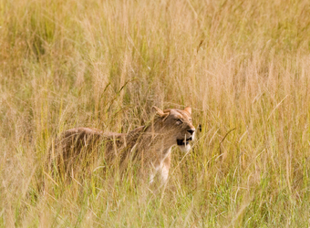 Photo: Uganda Wildlife