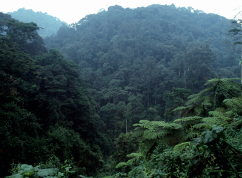 Photo: Conservation in Uganda