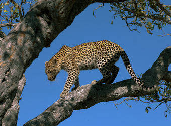 Photo: South Africa Wildlife