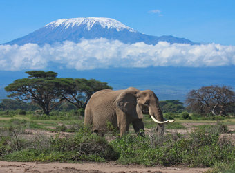 Photo: Kenya Safari Highlights