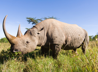 Photo: Conservation in Kenya