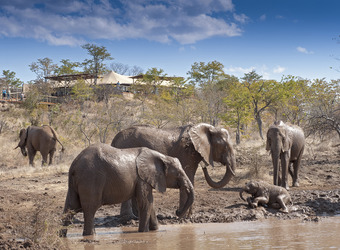 Photo: Wildlife Viewing & Activities
