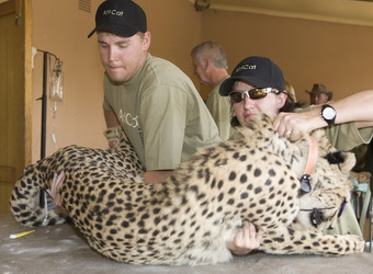 Photo: Conservation