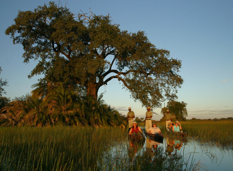 Three grooved canoes, each with their own individual safari guest and guide being poled around the Okavango Delta, Botswana