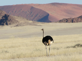 A lone ostrich walks along the endless white grasslands with red sand dunes in the distance in  Sossusvlei, Namibia 