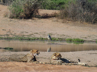 A pair of cheetah relax by a watering hole where a bird is being reflected in Okonjima Reserve, Namibia