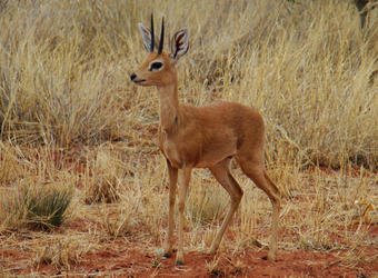 A baby steenbok with small sharp pointy horns stands amidst the grasses and red dirt in Okonjima Reserve, Namibia