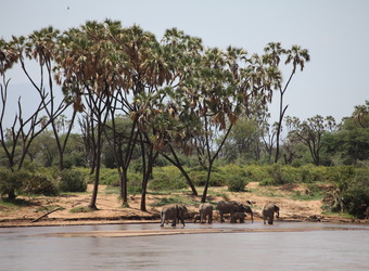 A small herd of elephant refresh by the watering hole with palm trees against the blue sky in Samburu National Reserve, Kenya