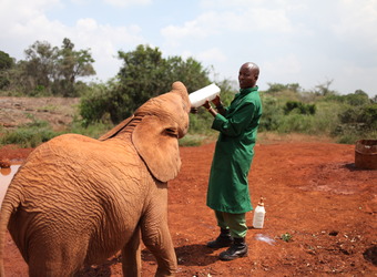 A young baby elephant is bottle fed by her attendent in Nairobi, Kenya, red dirt