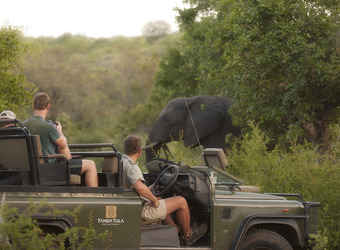 Elephant's head emerges from a sheltering tree branch as safari unlookers take pictures from their safari rover in Kruger National Park, South Africa