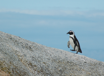 An African penguin waddles up a rocky section of beach near Cape Town with a nice sky blue backdrop in Cape Town, South Africa