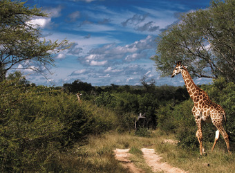 Giraffe beautifully silouetted against the blue sky and white clouds and African flora in Kruger National Park, South Africa