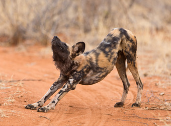 Hyena or African wild dog stretches its back to the extreme in the downward facing dog position in madikwe Game Reserv, South Africa