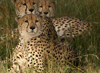 Several cheetah relax in the high grasses looking slightly perplexed in Zululand, South Africa