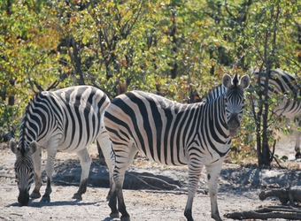 Fat zebras in search of their next grassy meal inbetween small green trees in Zululand, South Africa