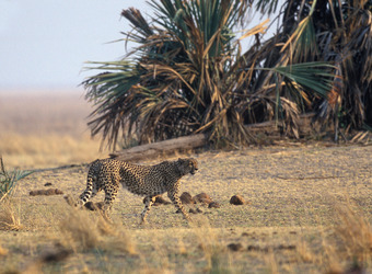 A lanky cheetah walks along the grasslands and tropical plants looking for her next meal in Katavi National Park, Tanzania