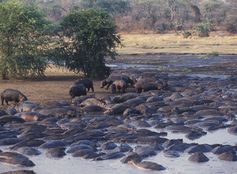 Hundreds of hippopotamus pour into the Katuma River making it a sea of animals in Katavi National Park, Tanzania