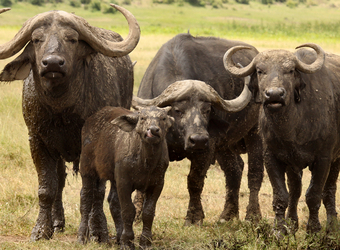 Several cape buffalo with huge curving horns survey the camera with interest, baby cape buffalo licks lips in Arusha, Tanzania