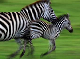 Two zebras are a blur as they race through the grasslands in Lake Manyara National Park, Tanzania