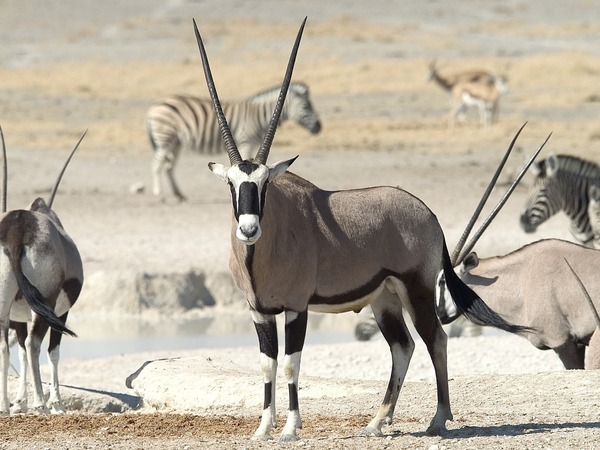types-of-wild-animals-in-namibia