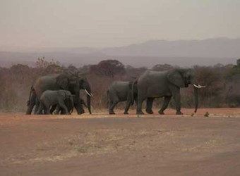 Herd of African elephants trundles across the countryside with a baby elephant in Ruaha National Park, Tanzania