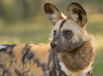 An African wild dog or hyena gazes intently into the distance with its ears perked upwards for the slightest sound in Ruaha National Park, Tanzania