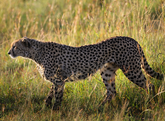 A thin cheetah faces the warming sun amidst bright green grasslands in Laikipia, Kenya