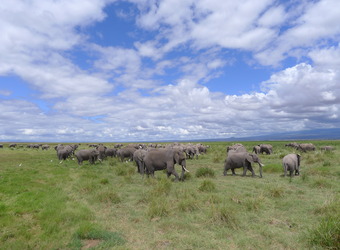 A bountiful herd of elephants grazing in the grasslands with a gorgeous blue sky above in Amboseli, Kenya